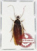 Blattodea sp. 58