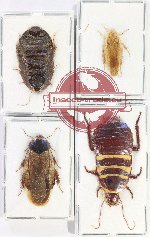 Scientific lot no. 137 Blattodea (4 pcs - 1 pc A2)