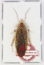 Blattodea sp. 59 (A-)