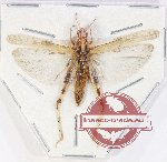 Orthoptera sp. 69