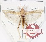 Orthoptera sp. 69 (A2)
