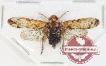 Birdantys sp. 2