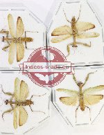 Scientific lot no. 29 Mantidae (4 pcs A2)