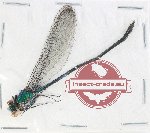 Vestalis sp. 4 (closed)