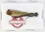 Rhinocypha sp. 4 (closed)