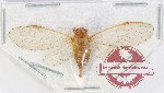 Cicadidae sp. 100