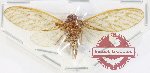 Cicadidae sp. 99