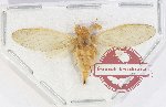 Cicadidae sp. 96 (A-)