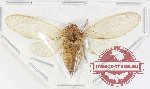 Cicadidae sp. 101