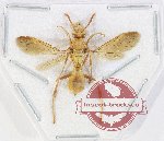 Hymenoptera sp. 144 (5 pcs)