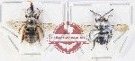 Scientific lot no. 589 Hymenoptera (2 pcs A2)