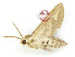 Hyles livornicoides