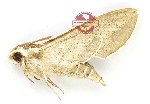 Hyles livornicoides