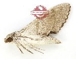 Psilogramma exigua (A-)