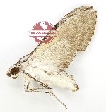 Psilogramma exigua (A2)