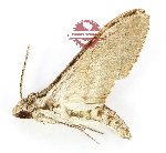 Agrius godarti