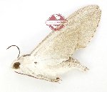 Leucomonia bethia