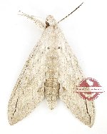 Leucomonia bethia (A-)
