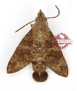 Macroglossum insipida (A2)