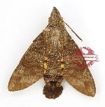Macroglossum insipida (A2)