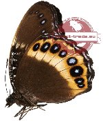 Hypolimnas pandarus ssp. pandora (A-)