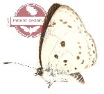 Plautella cossaea sonchus