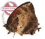 Flos apidanus (A-)