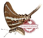 Graphium rhesus ssp. rhesus (A-)