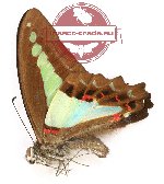 Graphium sarpedon lycianus