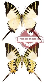 Graphium anthipates itamputi (A2)