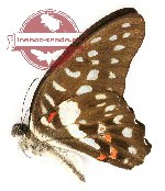 Graphium eurypylus pauli