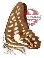 Graphium eurypylus pauli (good A2)