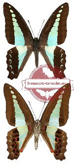 Graphium sarpedon agusyautoei