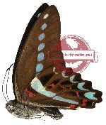 Graphium milon ssp. sulaensis (A-)