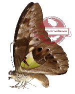 Graphium wallacei ssp. wallacei (A2)