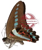 Graphium milon milon (A-)