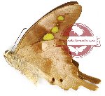 Graphium empedovana empedovana (A2)