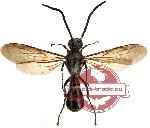 Scoliidae sp. 7 (SPREAD)