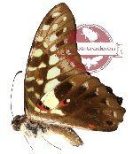 Graphium macferlanei cestius (A-)