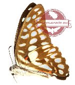 Graphium sallastius sallastius
