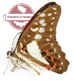 Graphium eurypylus kaicola (A2)