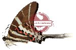 Graphium aristeus