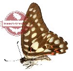Graphium doson ssp. sankapurum (A2)