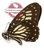 Graphium deucalion deucalion