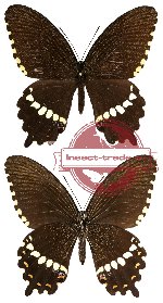 Papilio polytes ssp. theseus (A2)