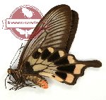 Pachliopta oreon decolorata