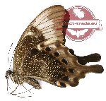 Papilio peranthus adamantius (A2)