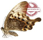 Papilio peranthus adamantius (A2)