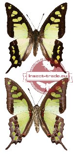 Graphium cloanthus sumatranum (A2)