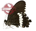 Papilio polytes ssp. timorensis (A2)